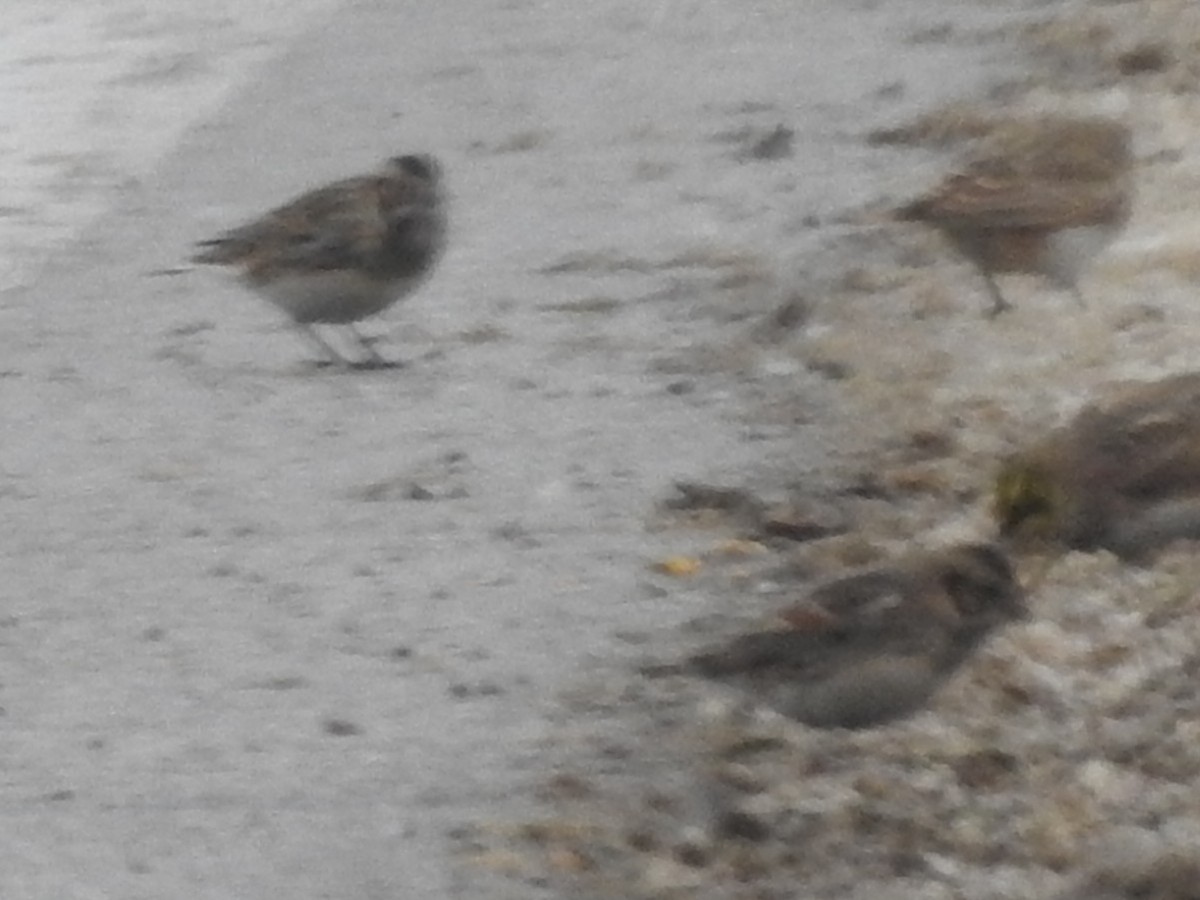Lapland Longspur - ML646258096