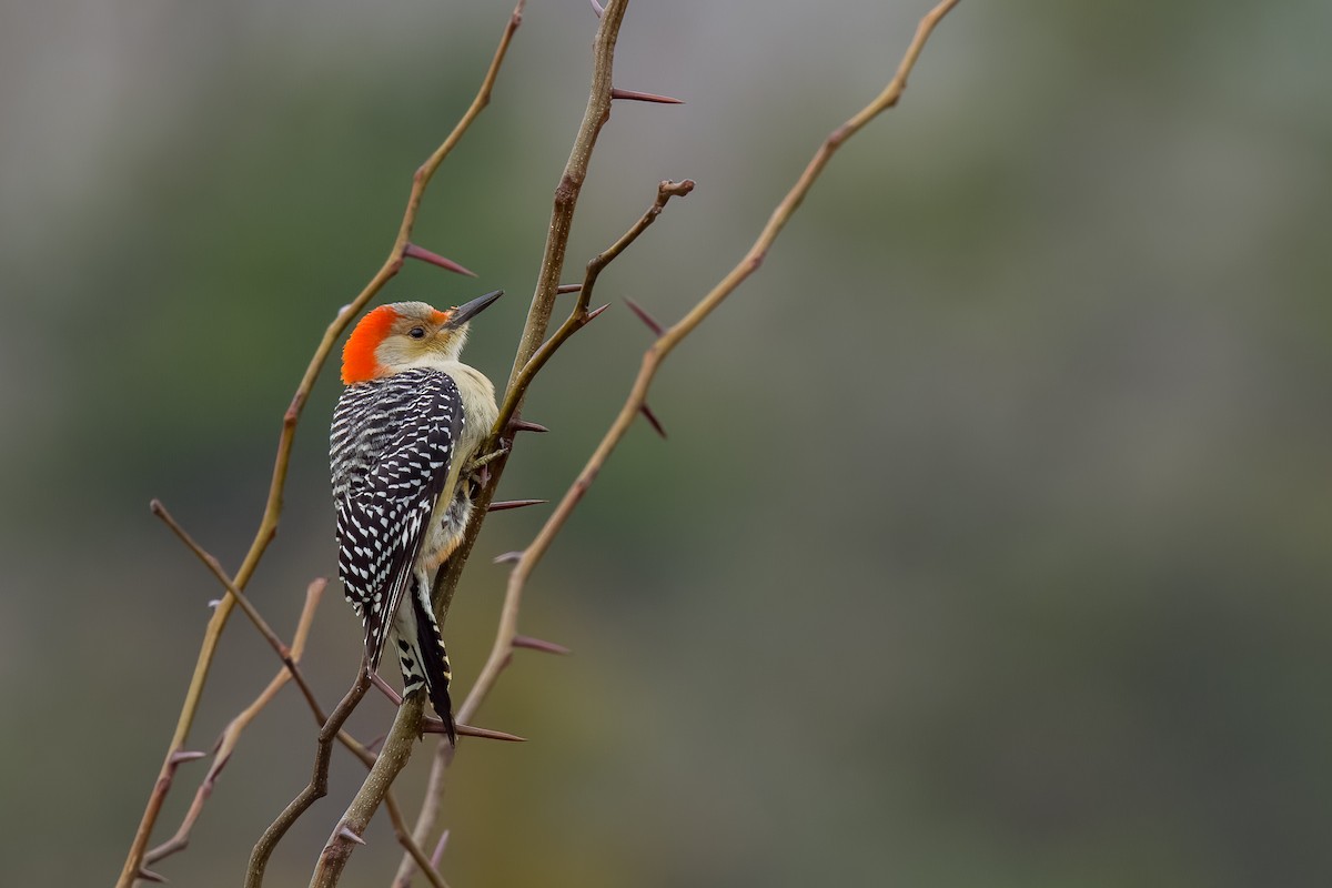Red-bellied Woodpecker - ML646258099