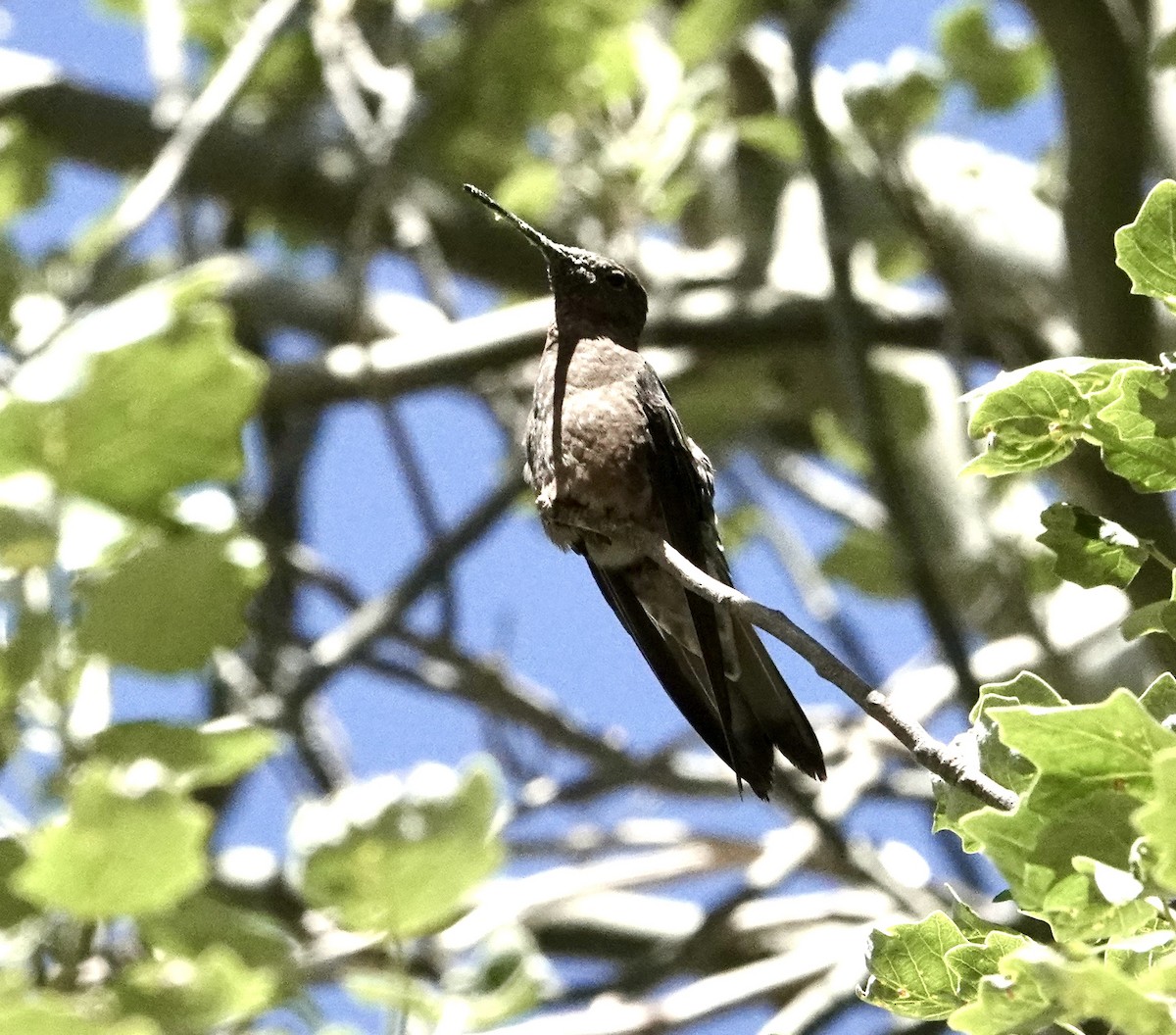 Giant Hummingbird - ML646258112