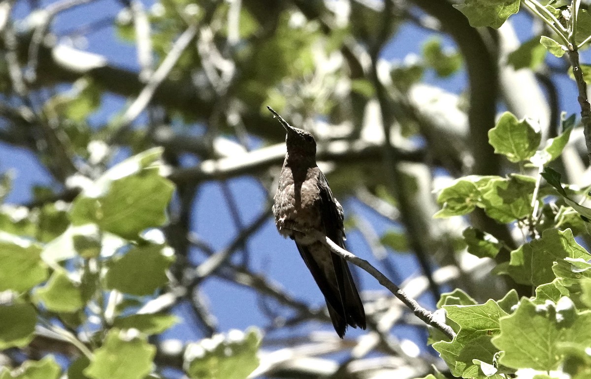 Giant Hummingbird - ML646258113