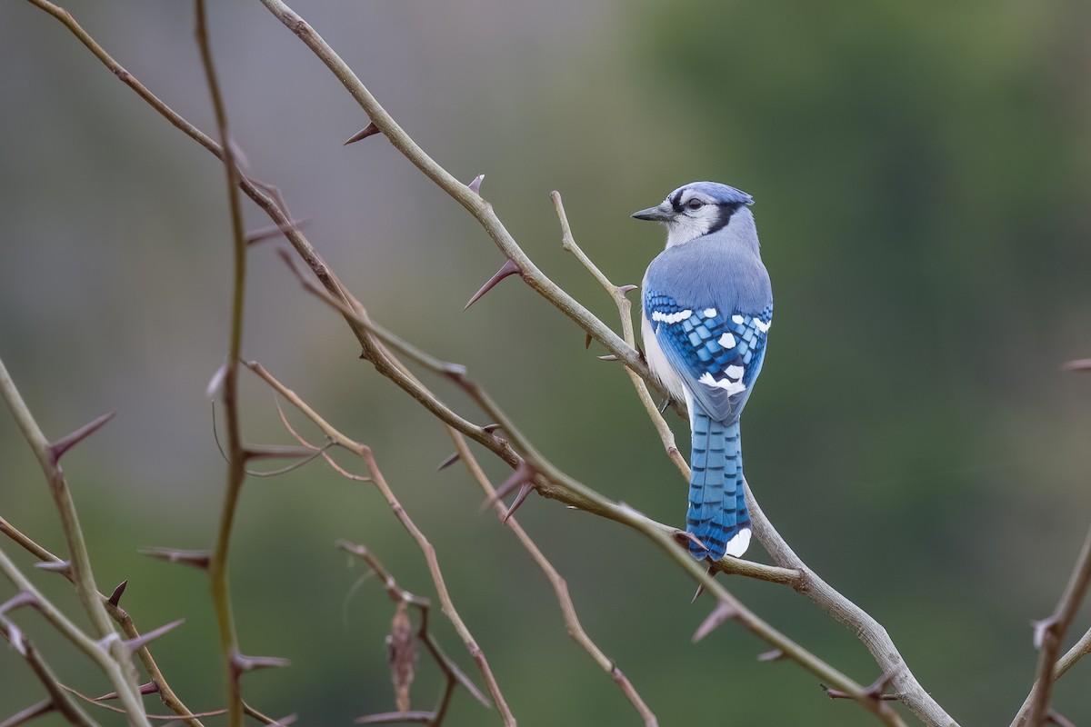 Blue Jay - ML646258115