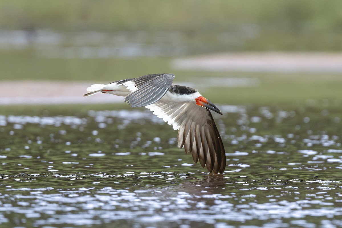 Black Skimmer - ML646258116