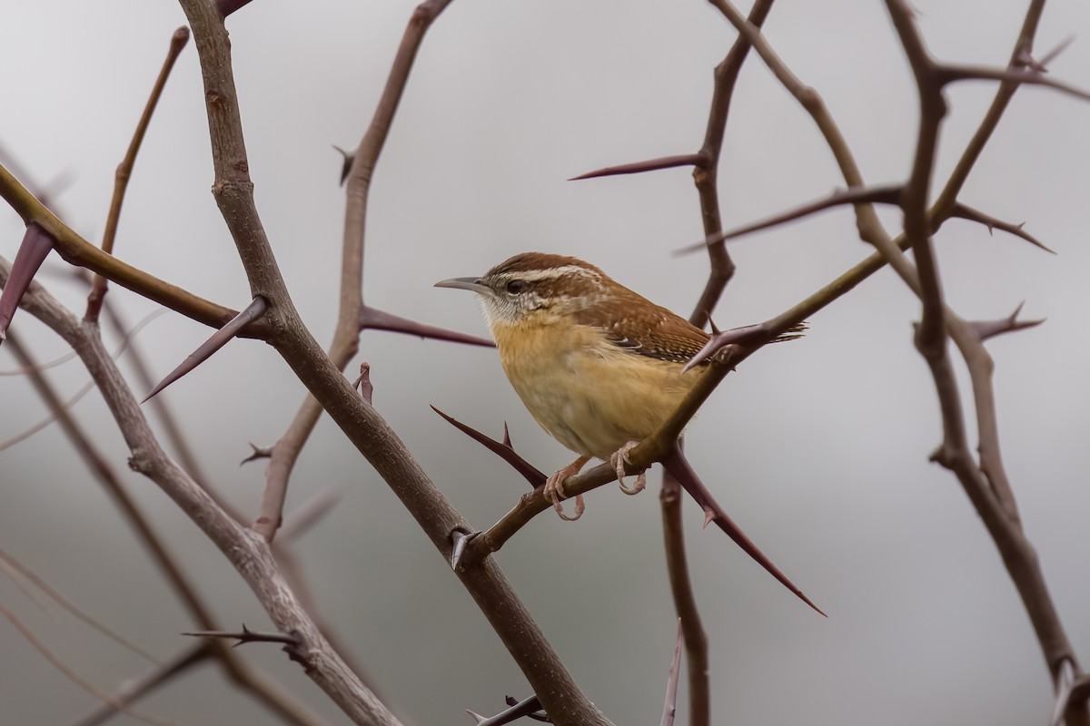 Carolina Wren - ML646258118