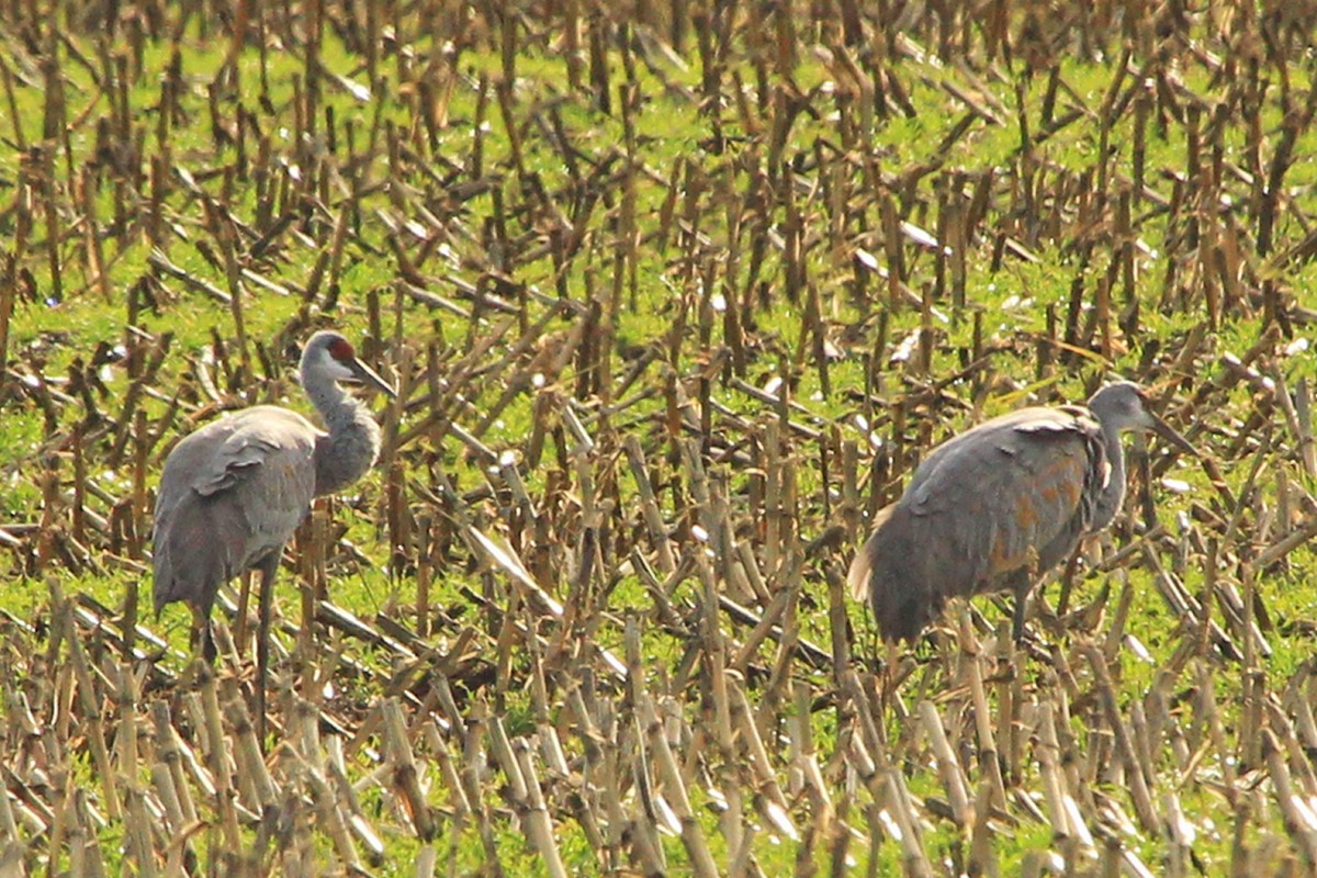 Sandhill Crane - ML646258125