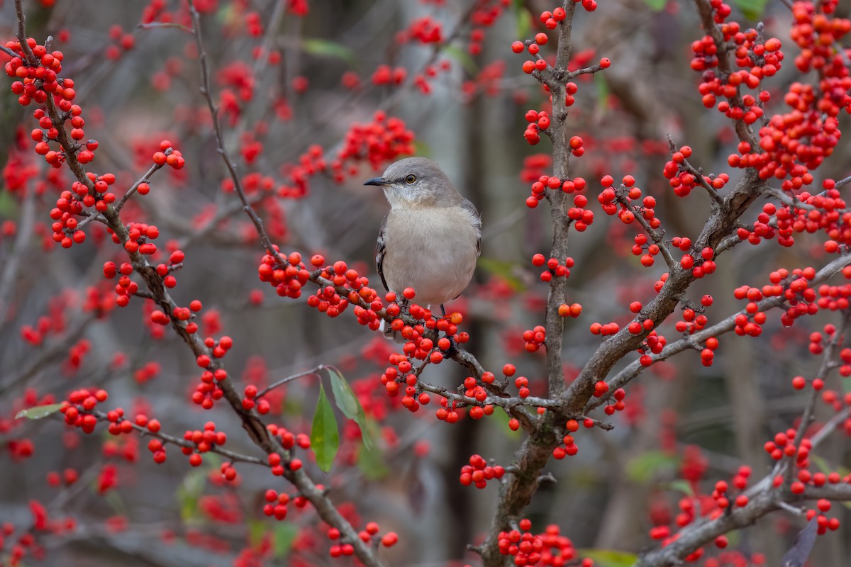 Northern Mockingbird - ML646258127