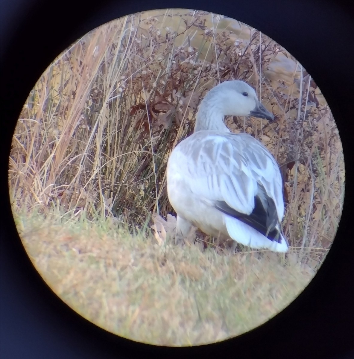 ハクガン - ML646258128