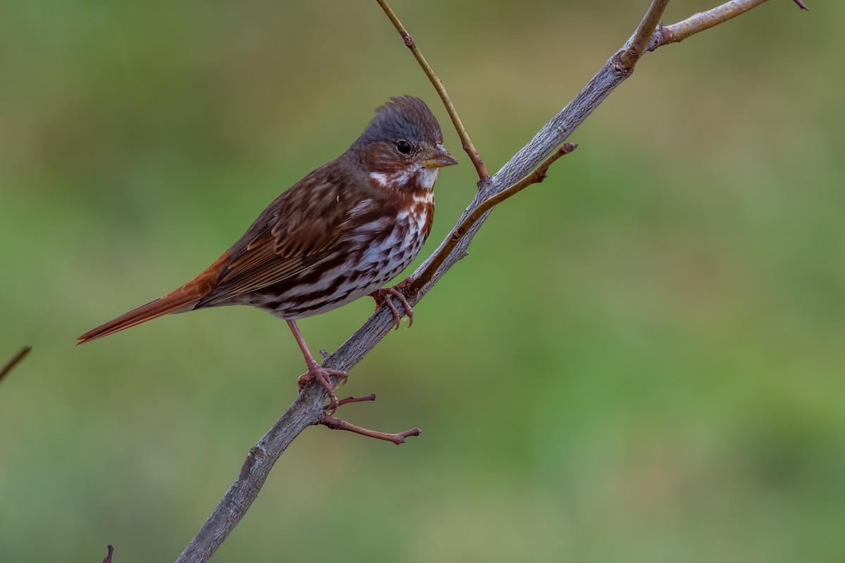 Fox Sparrow - ML646258129