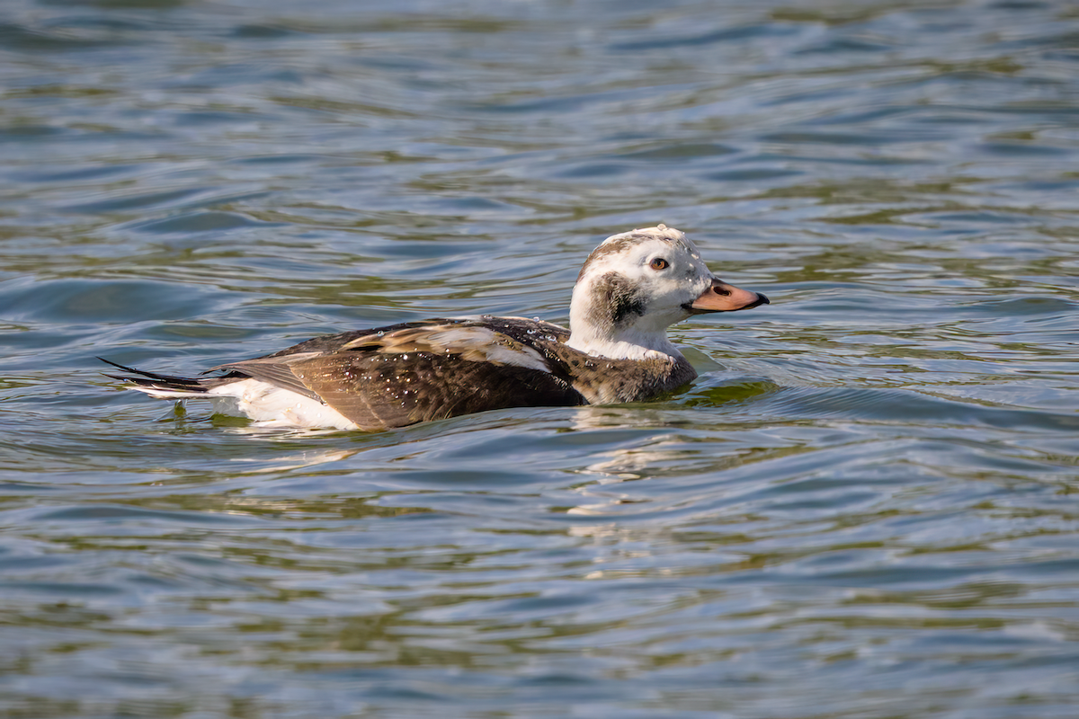 Long-tailed Duck - ML646258131