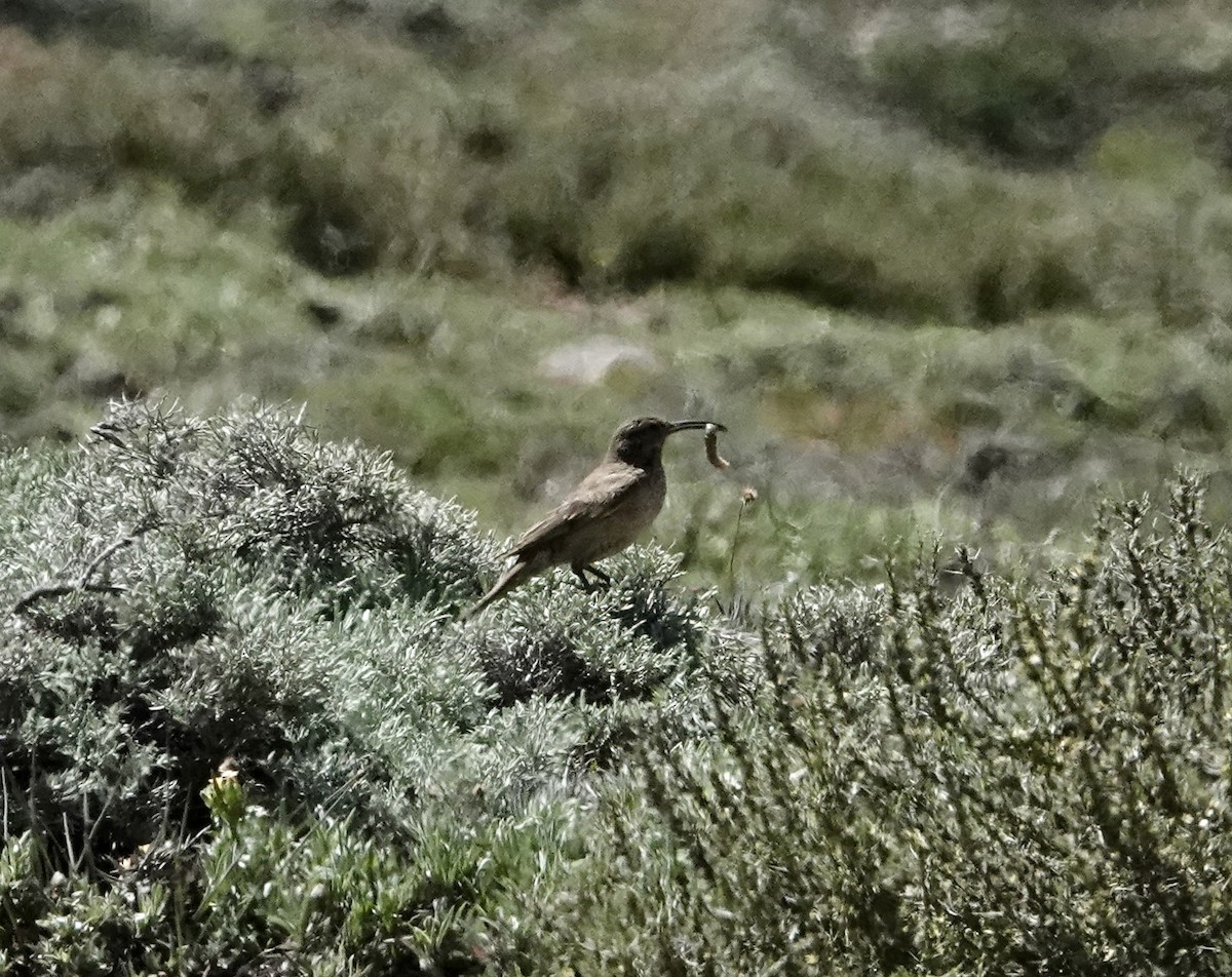 Scale-throated Earthcreeper - ML646258139