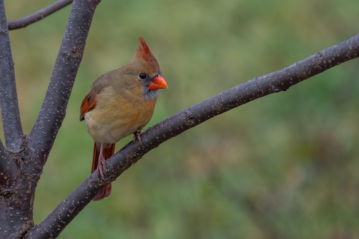 Northern Cardinal - ML646258146