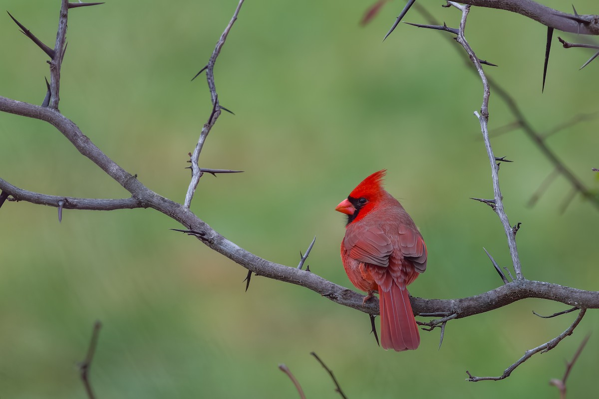 Northern Cardinal - ML646258147
