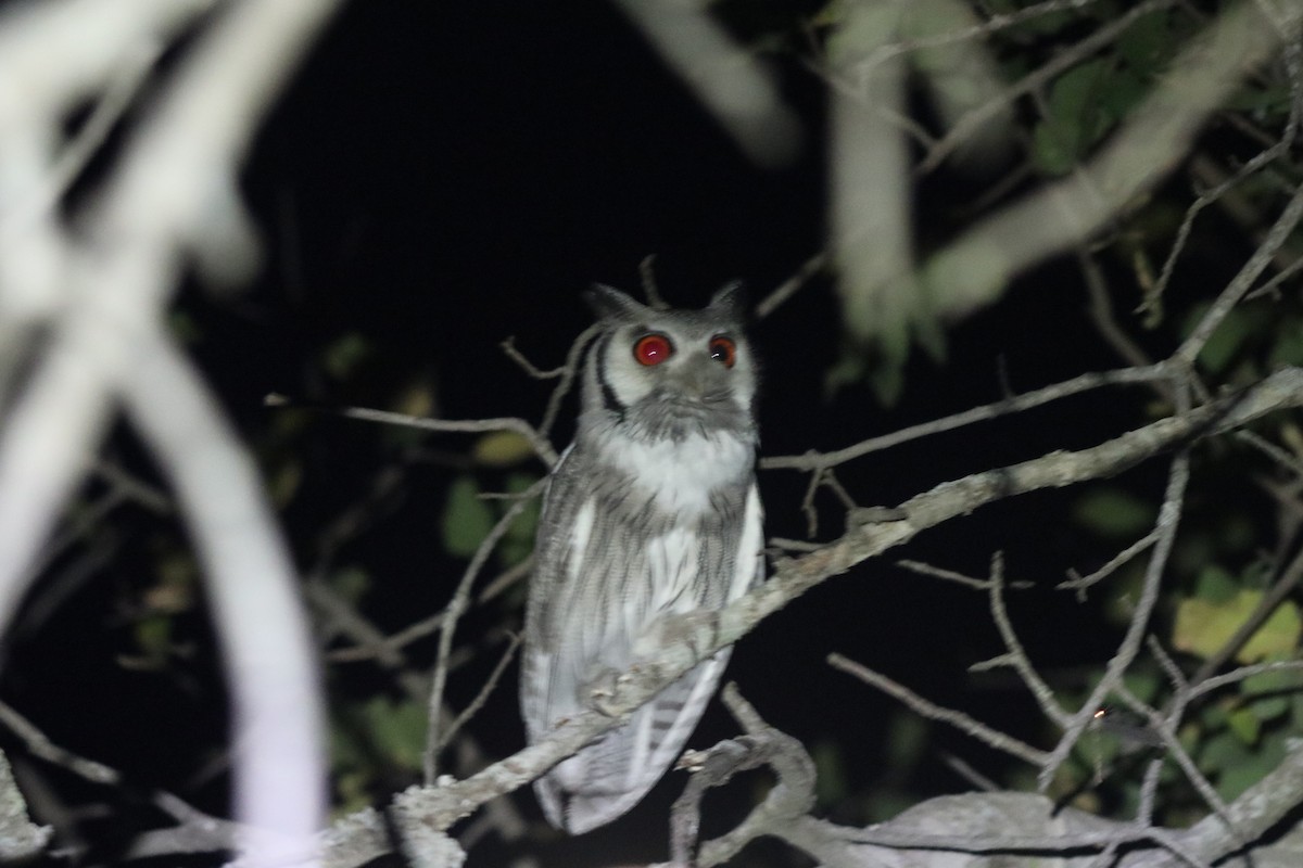 Southern White-faced Owl - ML646258149