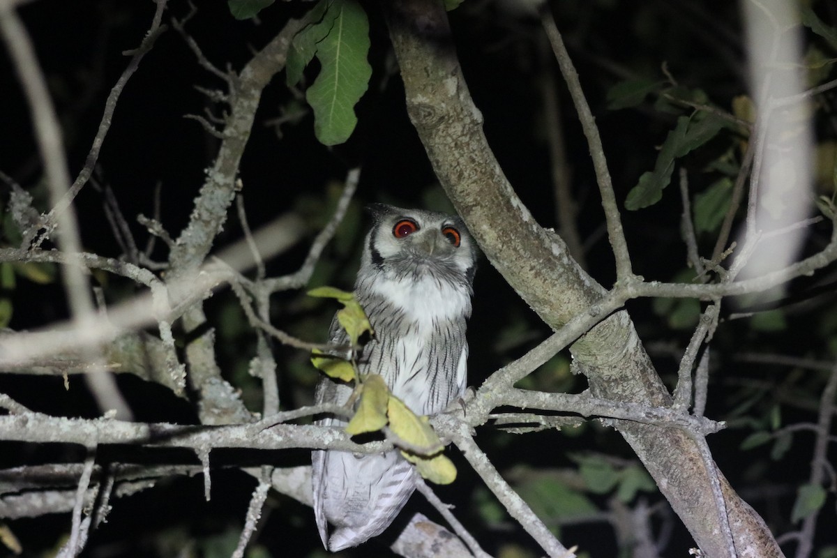 Southern White-faced Owl - ML646258150