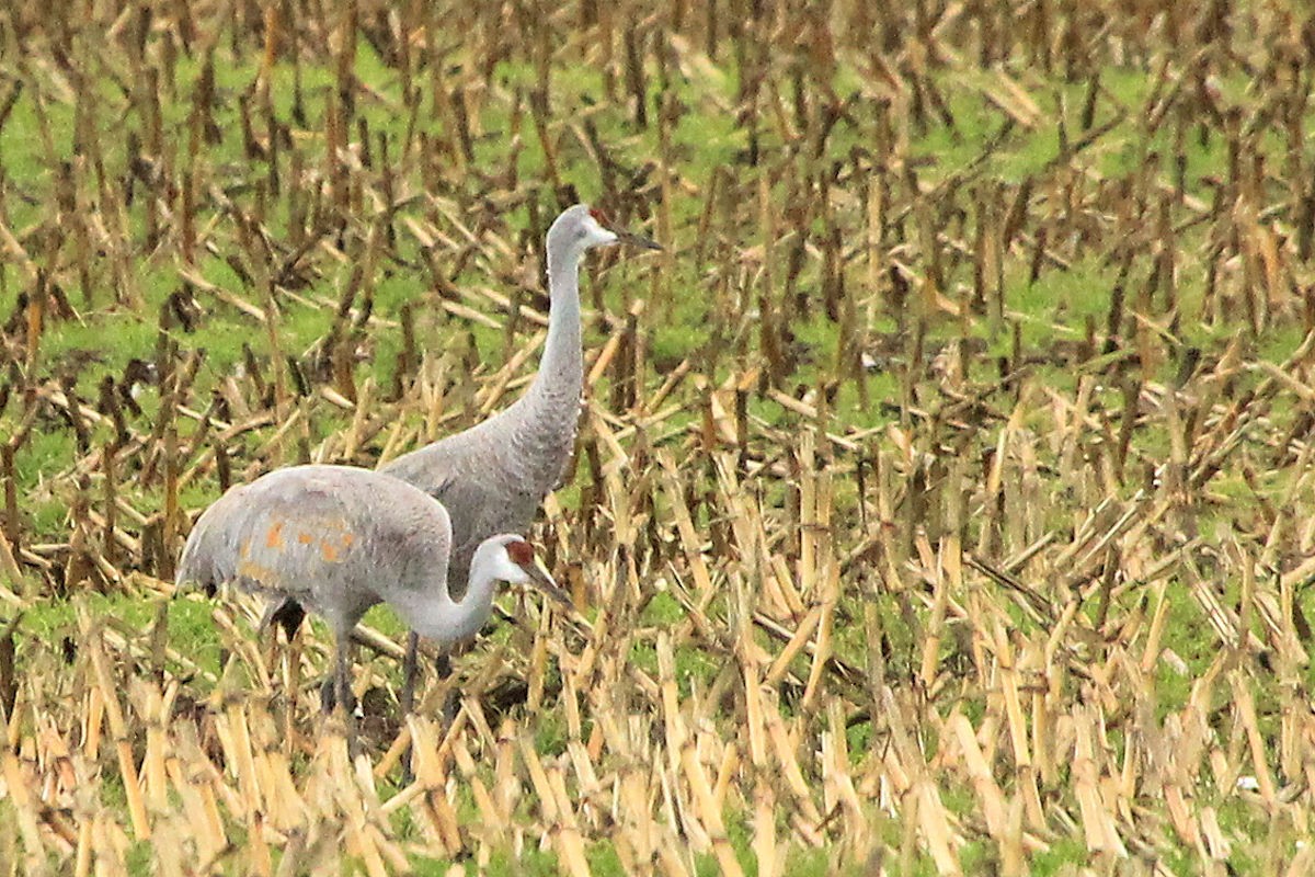 Sandhill Crane - ML646258151