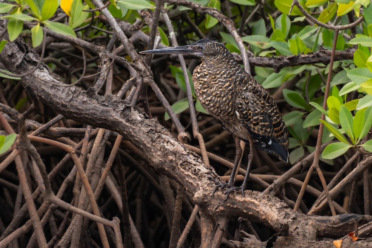 White-crested Tiger-Heron - ML646258152