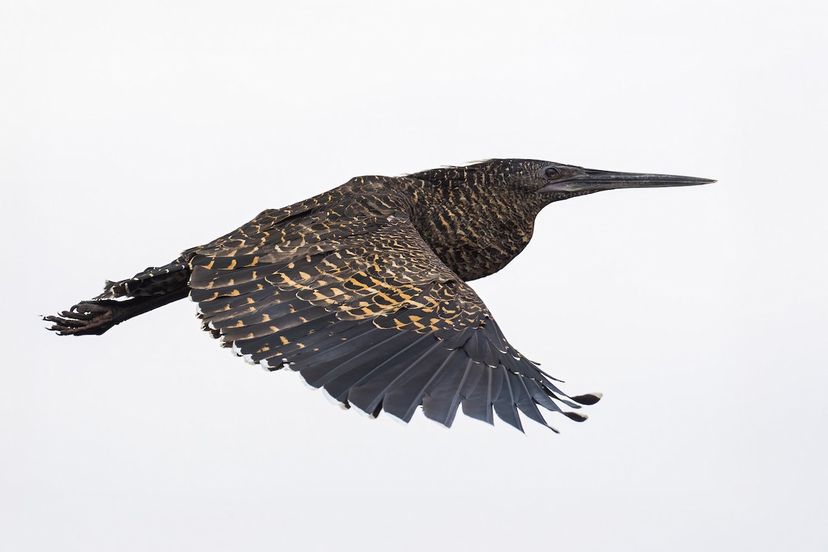 White-crested Tiger-Heron - ML646258159