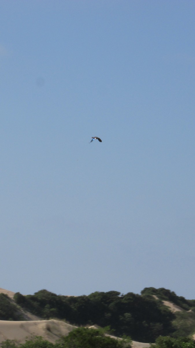 Brazilian Teal - ML646258161