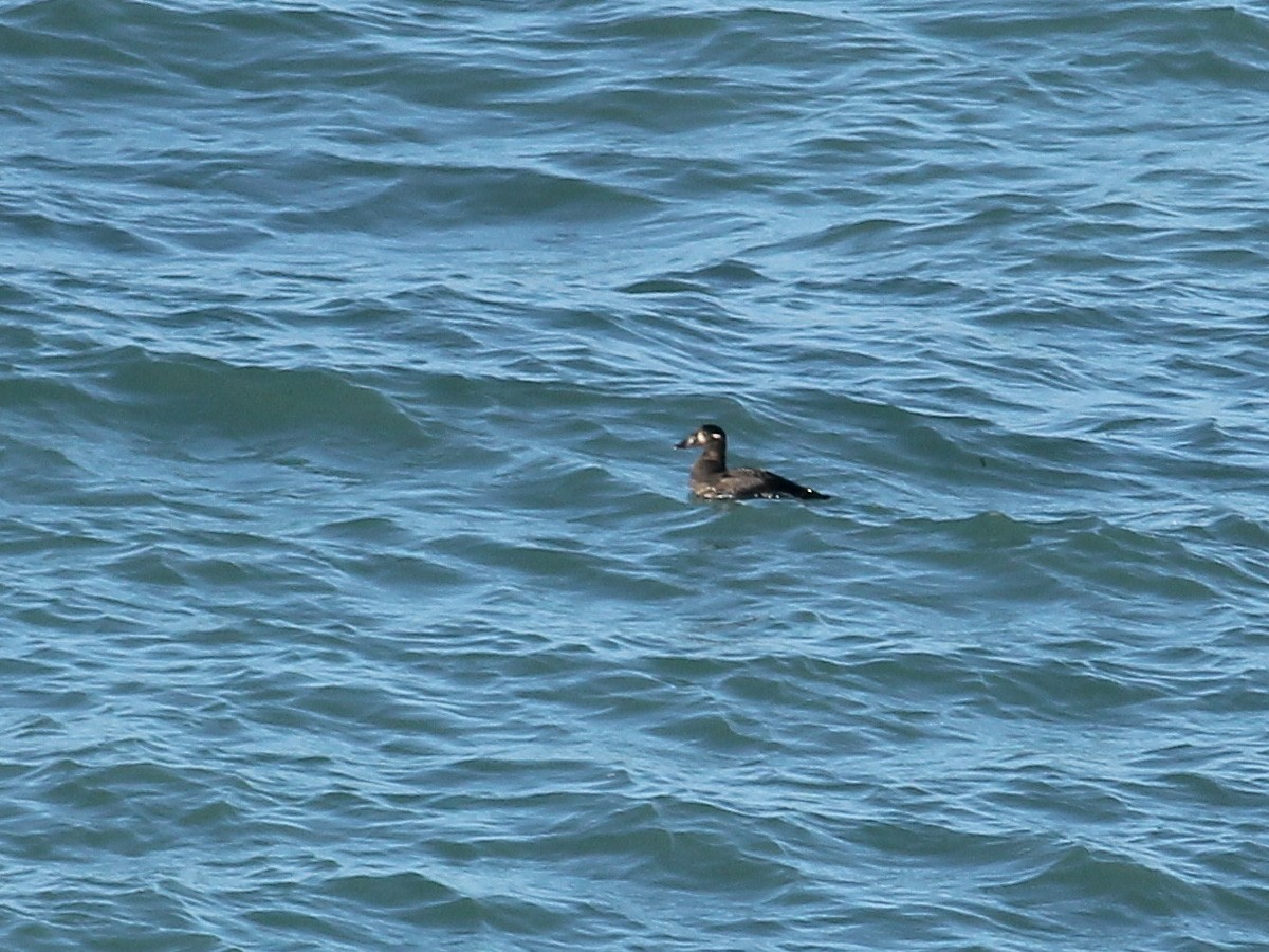Surf Scoter - ML646258163