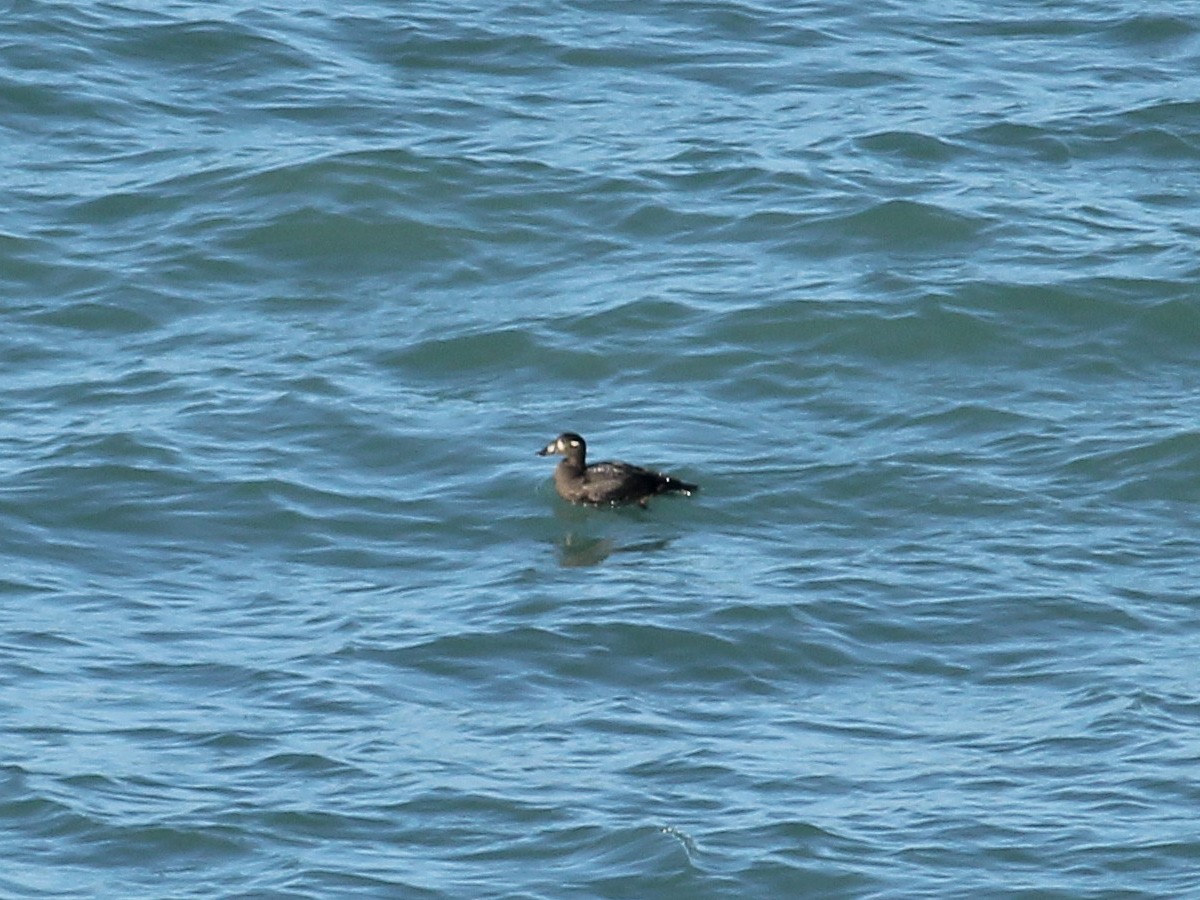 Surf Scoter - ML646258164