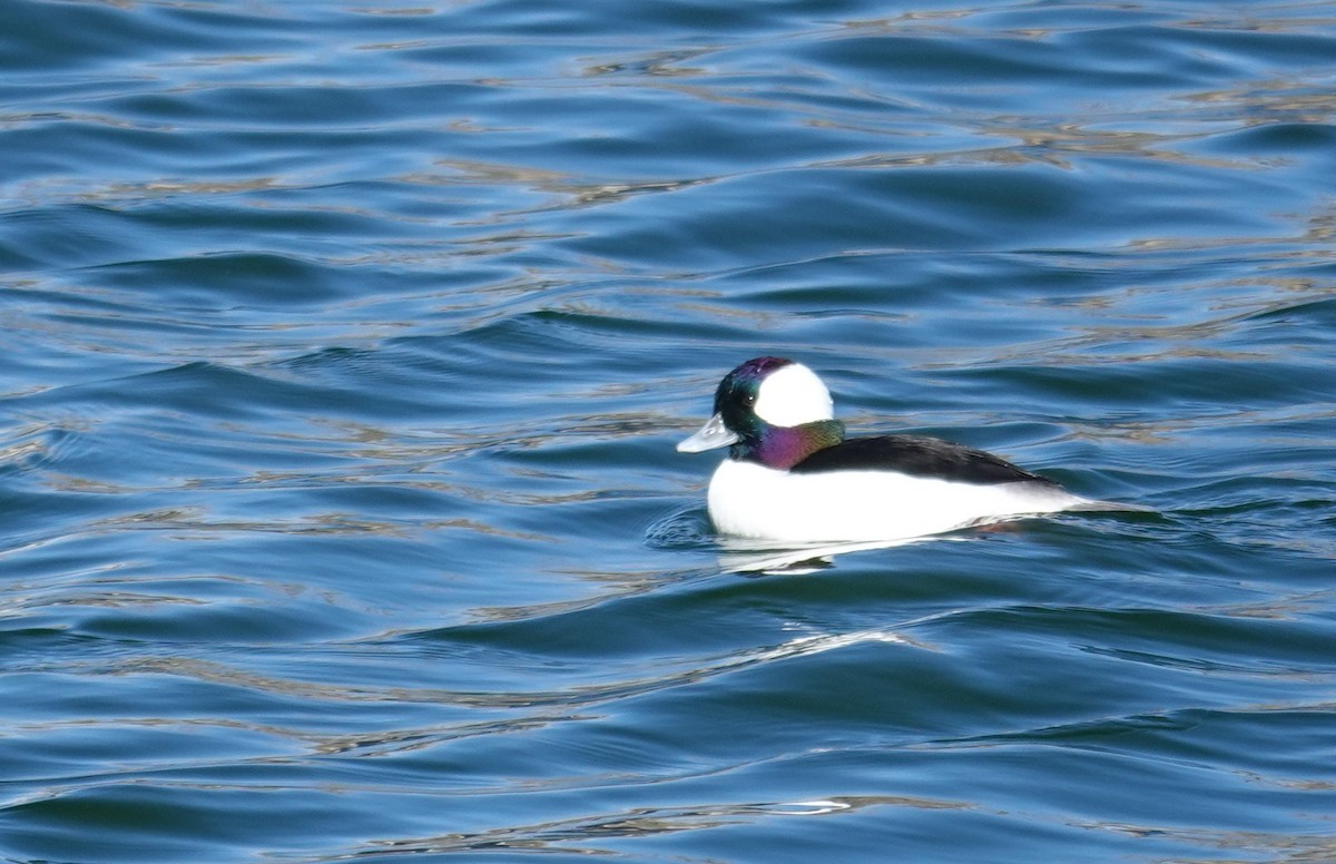 Bufflehead - ML646258168
