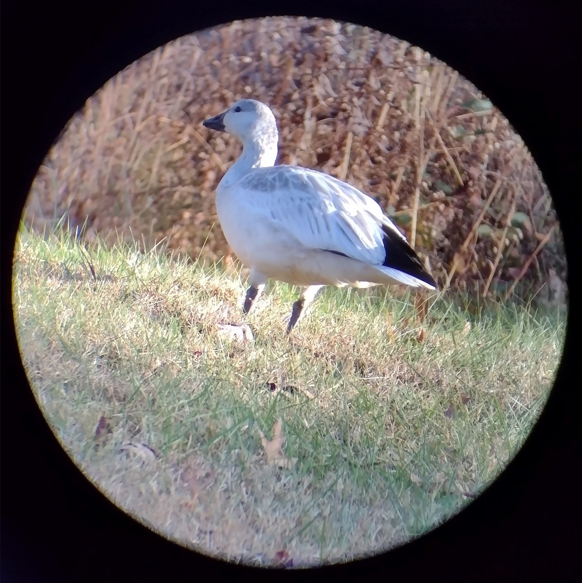 ハクガン - ML646258174