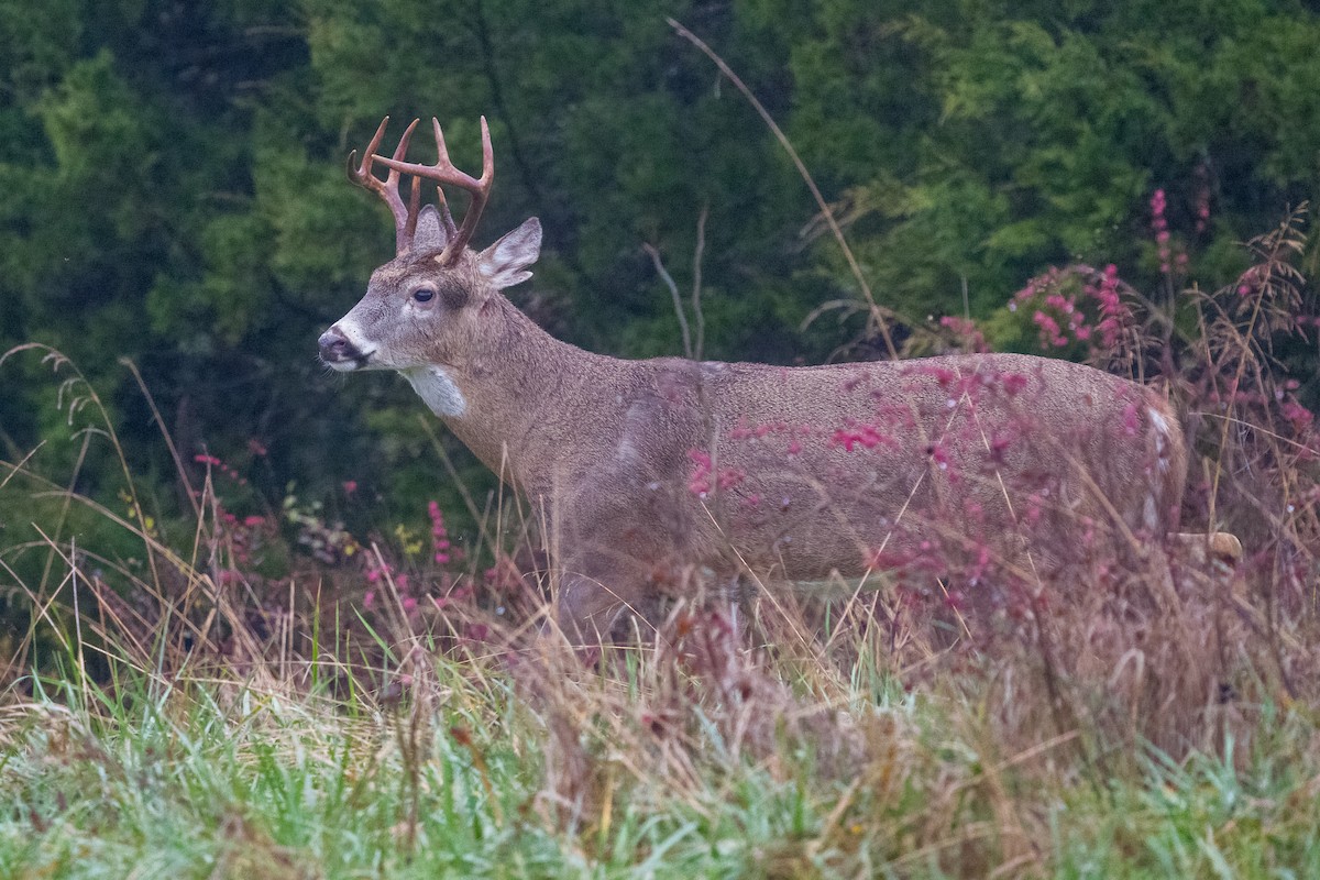White-tailed Deer - ML646258175