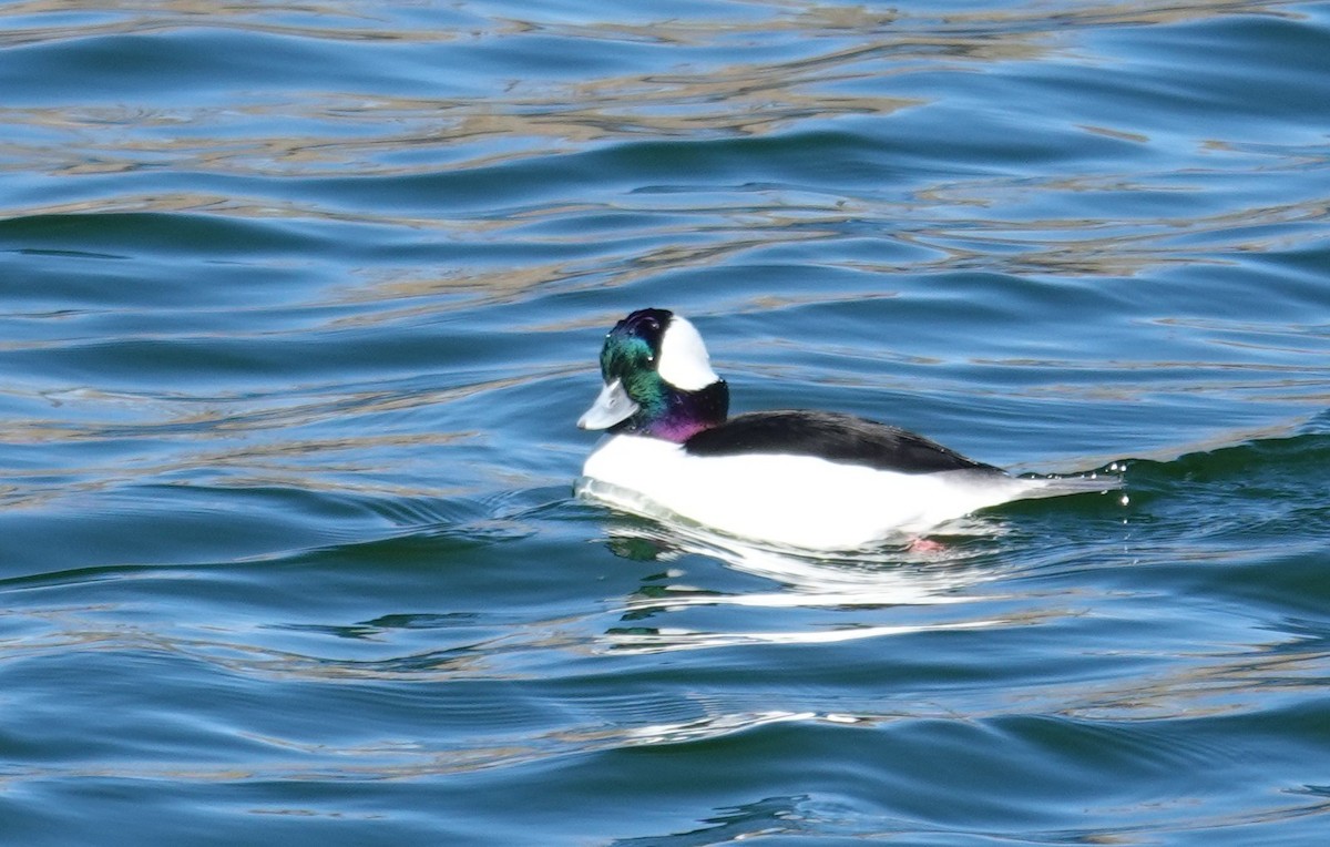 Bufflehead - ML646258176