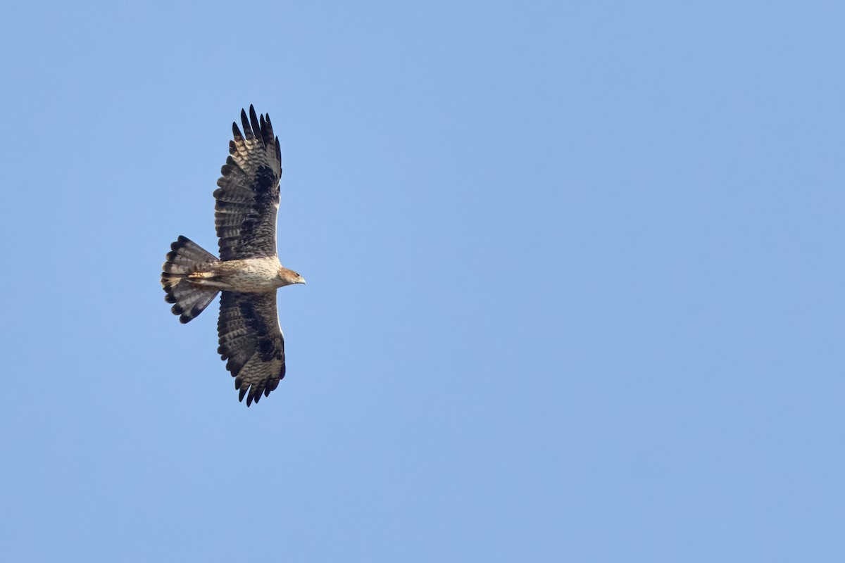 Bonelli's Eagle - ML646258179