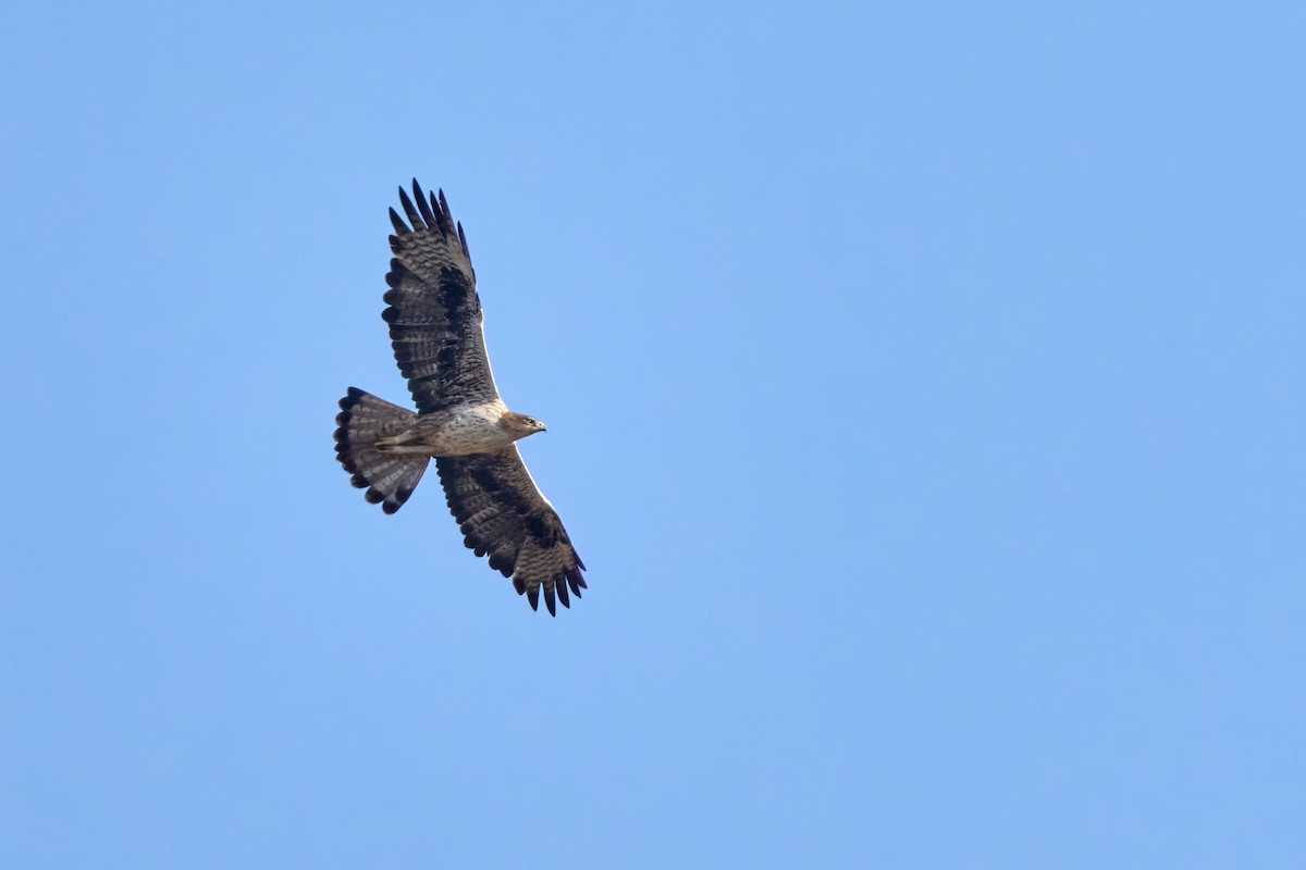 Bonelli's Eagle - ML646258180