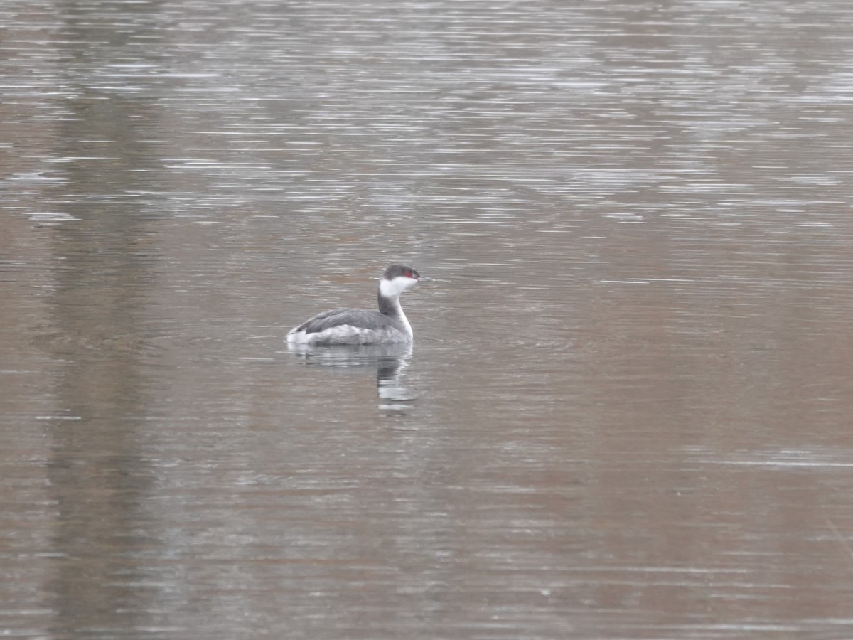 Horned Grebe - ML646258181