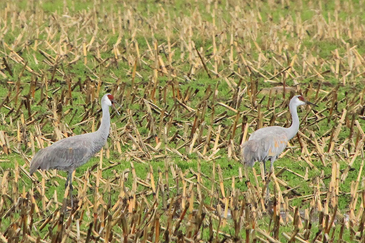 Sandhill Crane - ML646258182