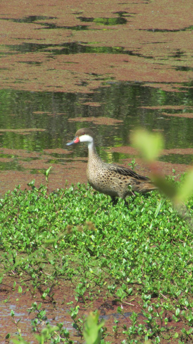 ostralka bělolící - ML646258186