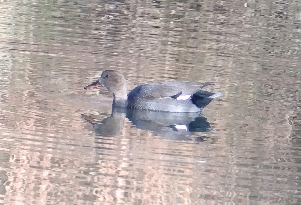 オカヨシガモ - ML646258187