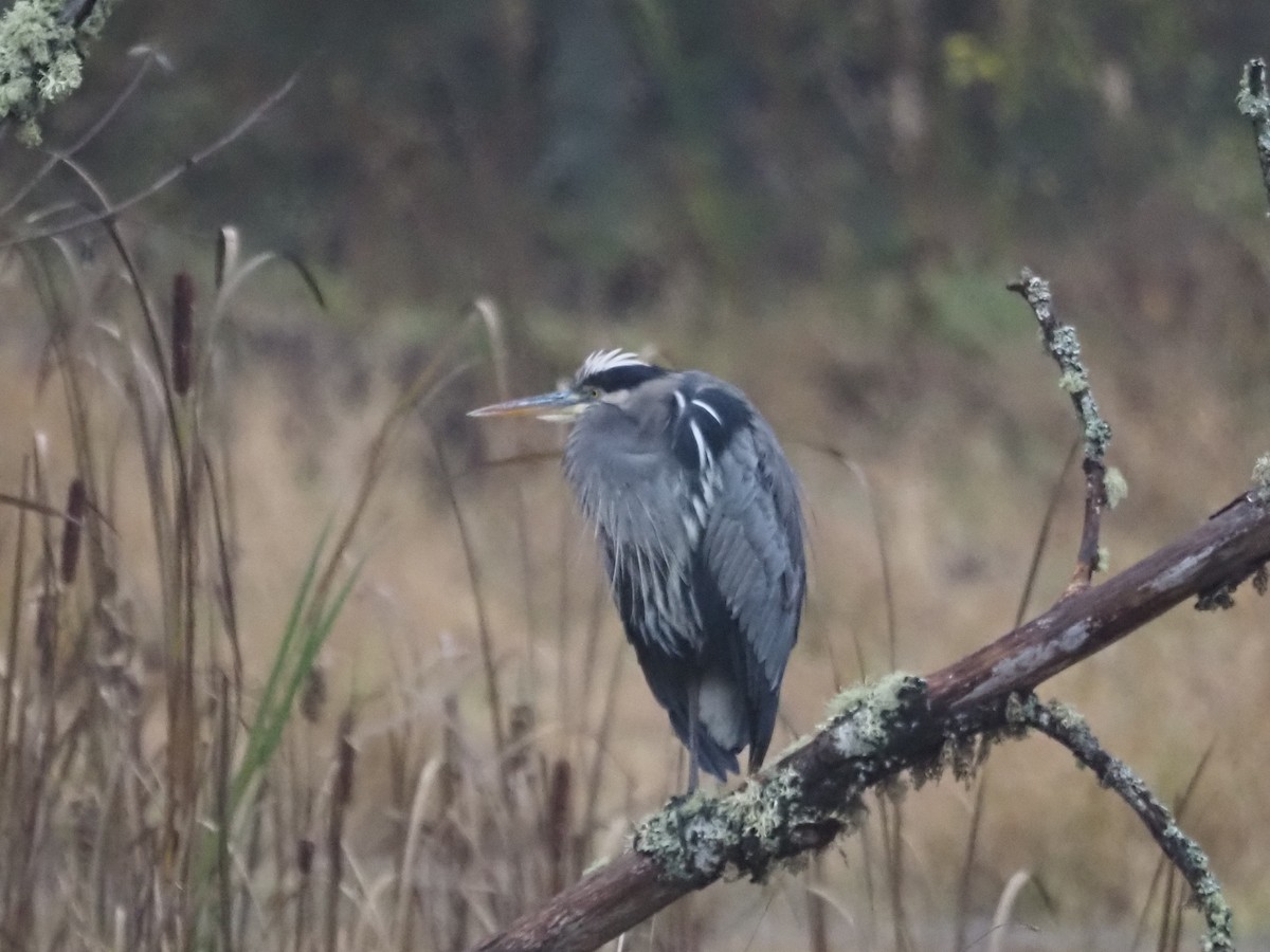 Kanadareiher - ML646258197