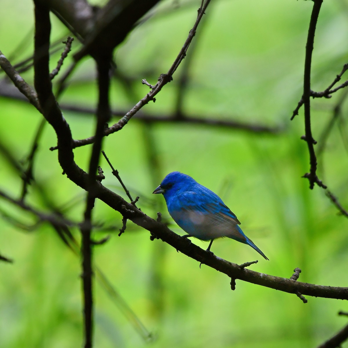 Passerin indigo - ML646258205