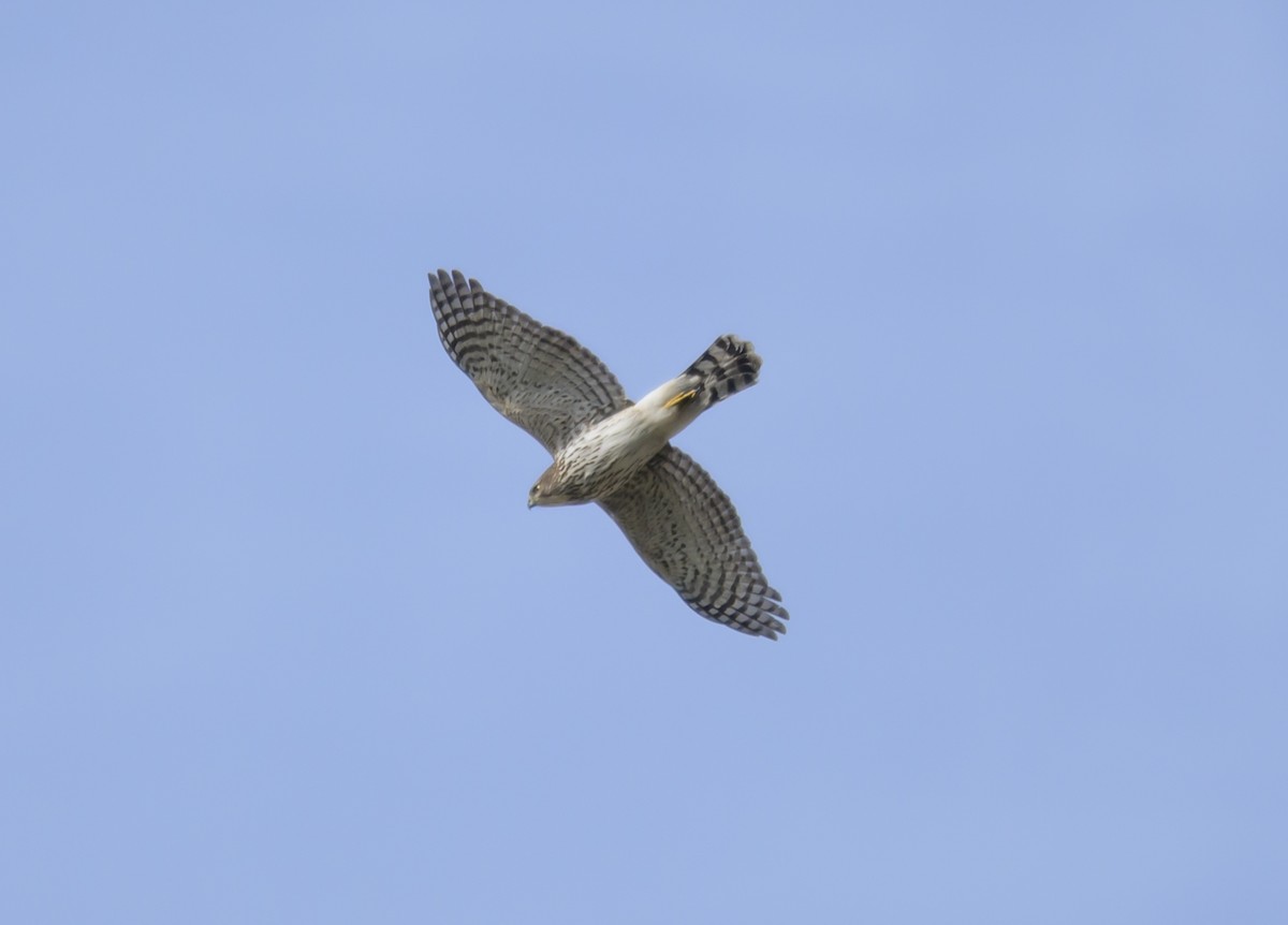 Cooper's Hawk - ML646258206