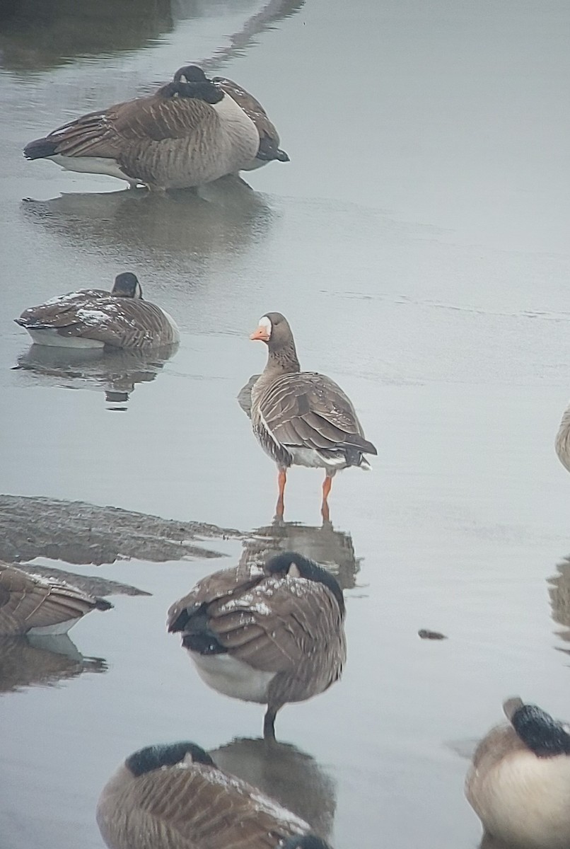 Greater White-fronted Goose - ML646258208