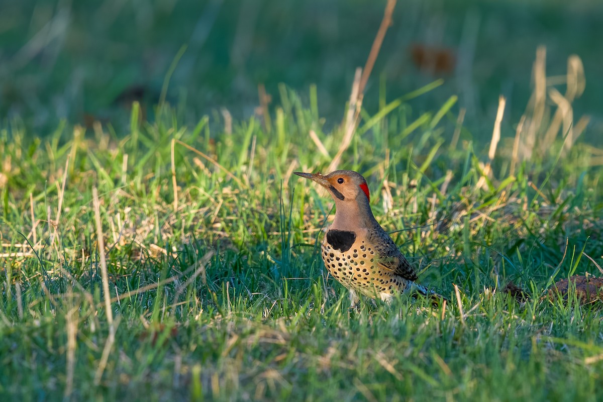 Goldspecht - ML646258212