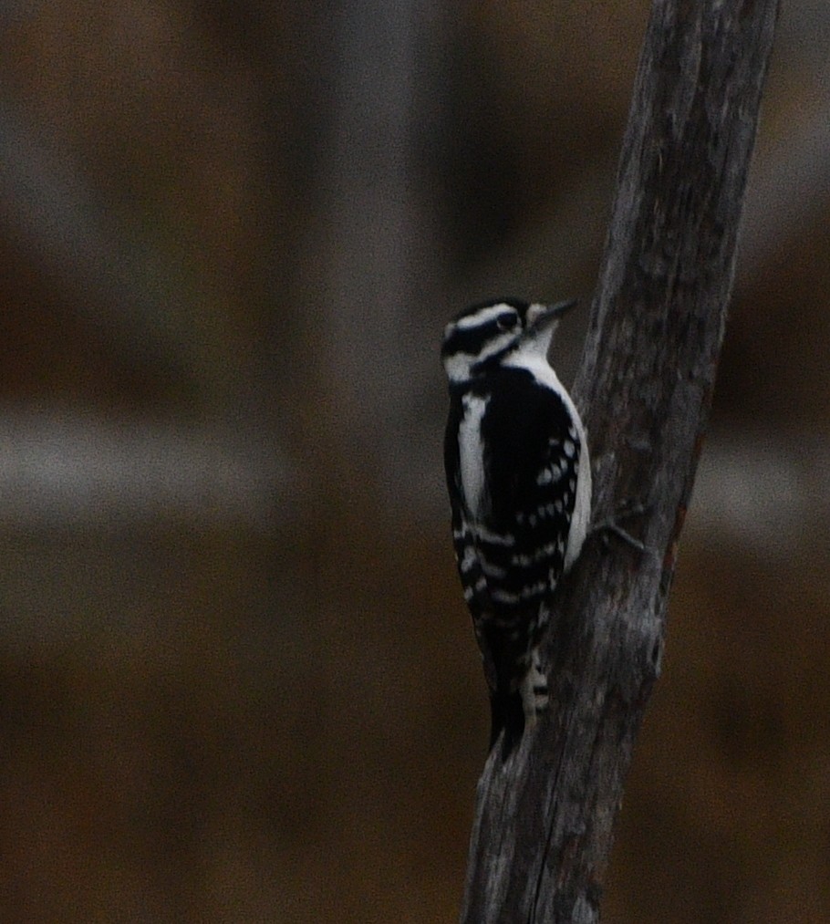 Dunenspecht - ML646258213