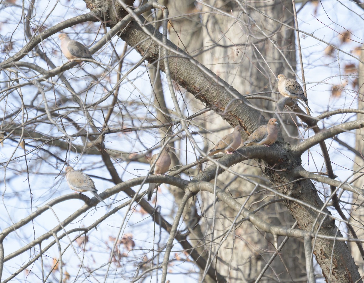 Carolinataube - ML646258214