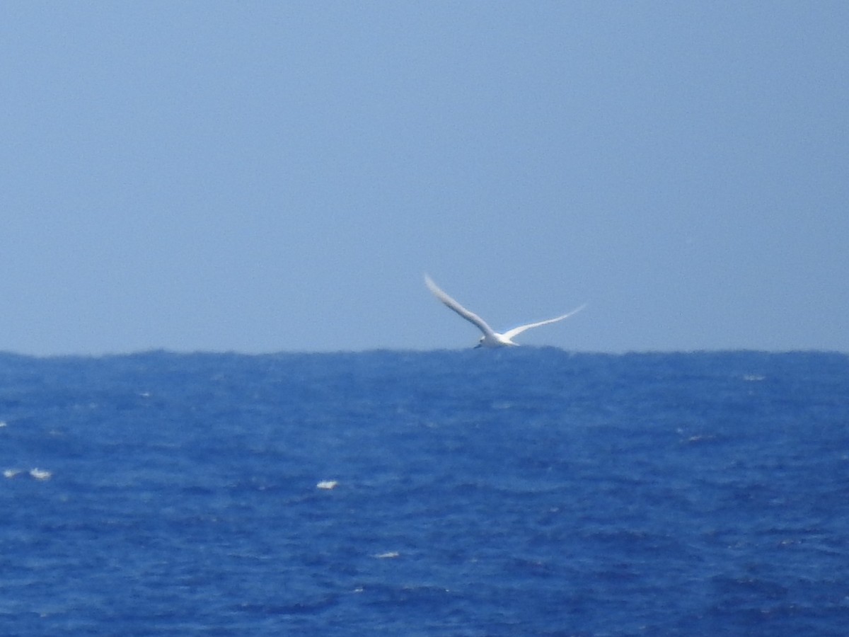 Blue-billed White-Tern - ML646258216