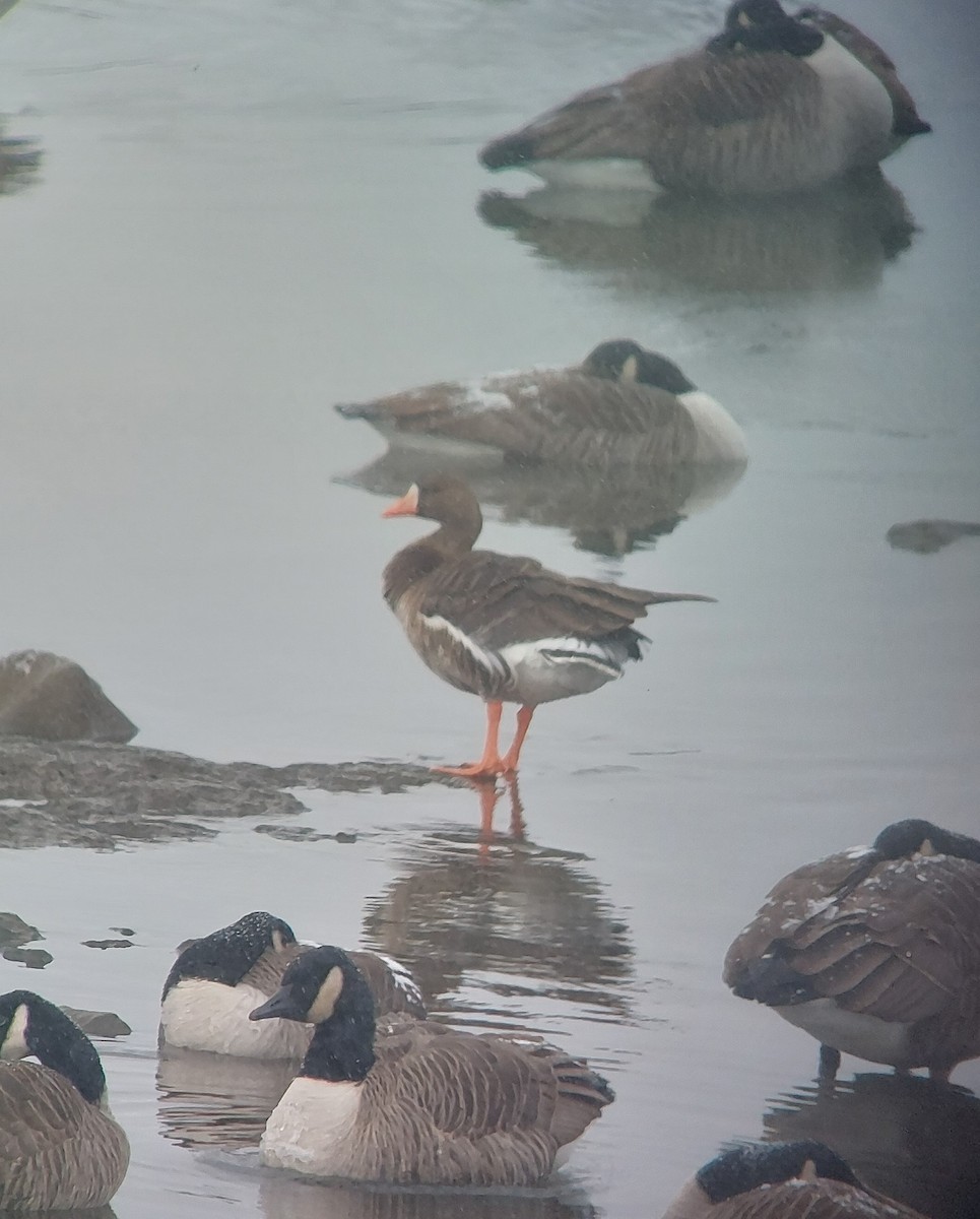 Greater White-fronted Goose - ML646258217