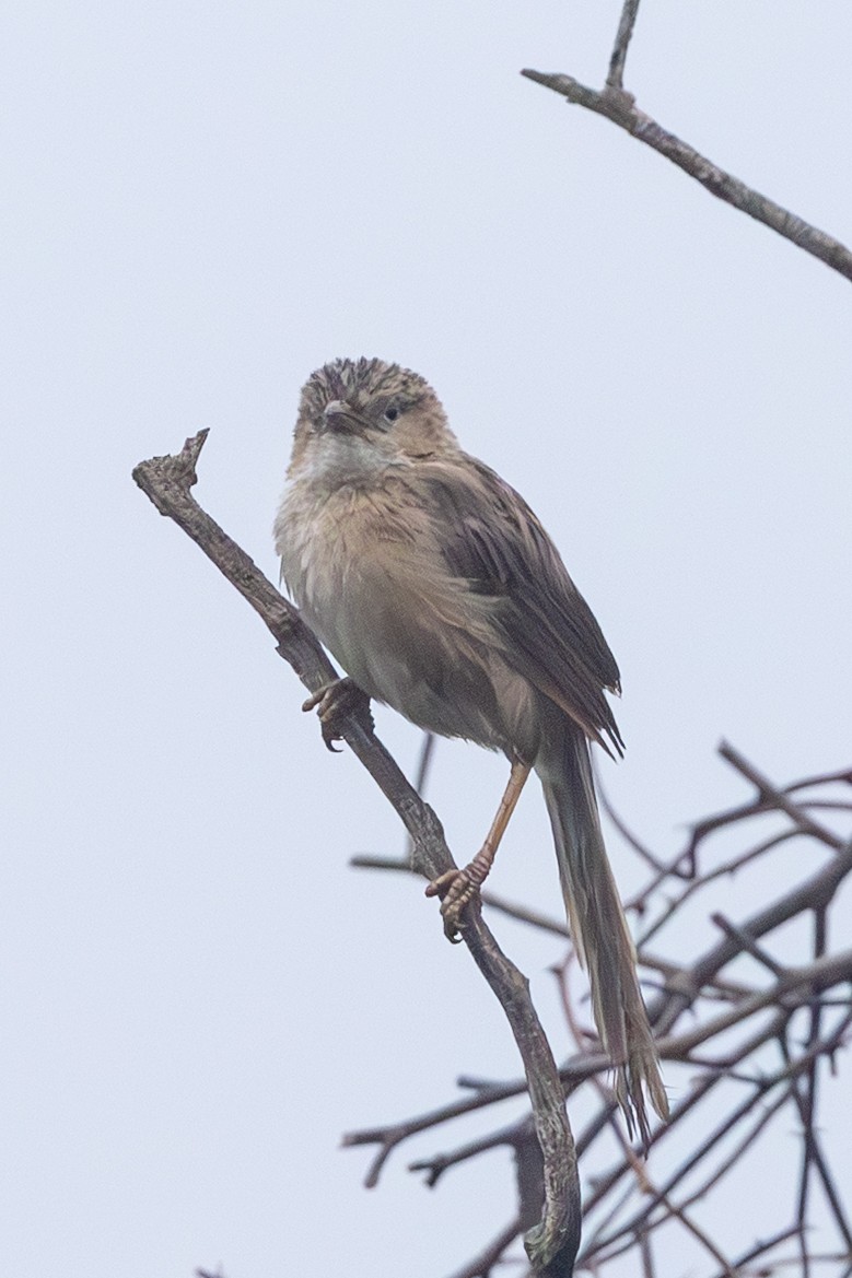 Langschwanz-Drosselhäherling - ML646258218