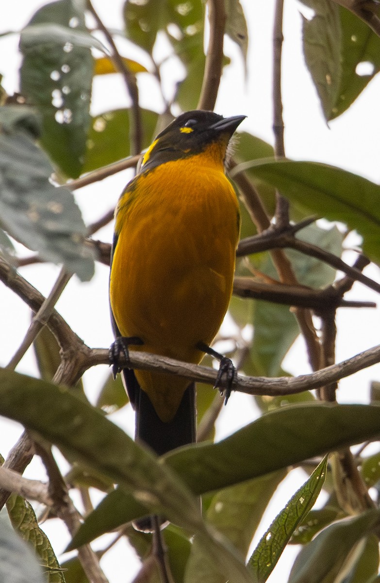 Tränenbergtangare - ML646258219