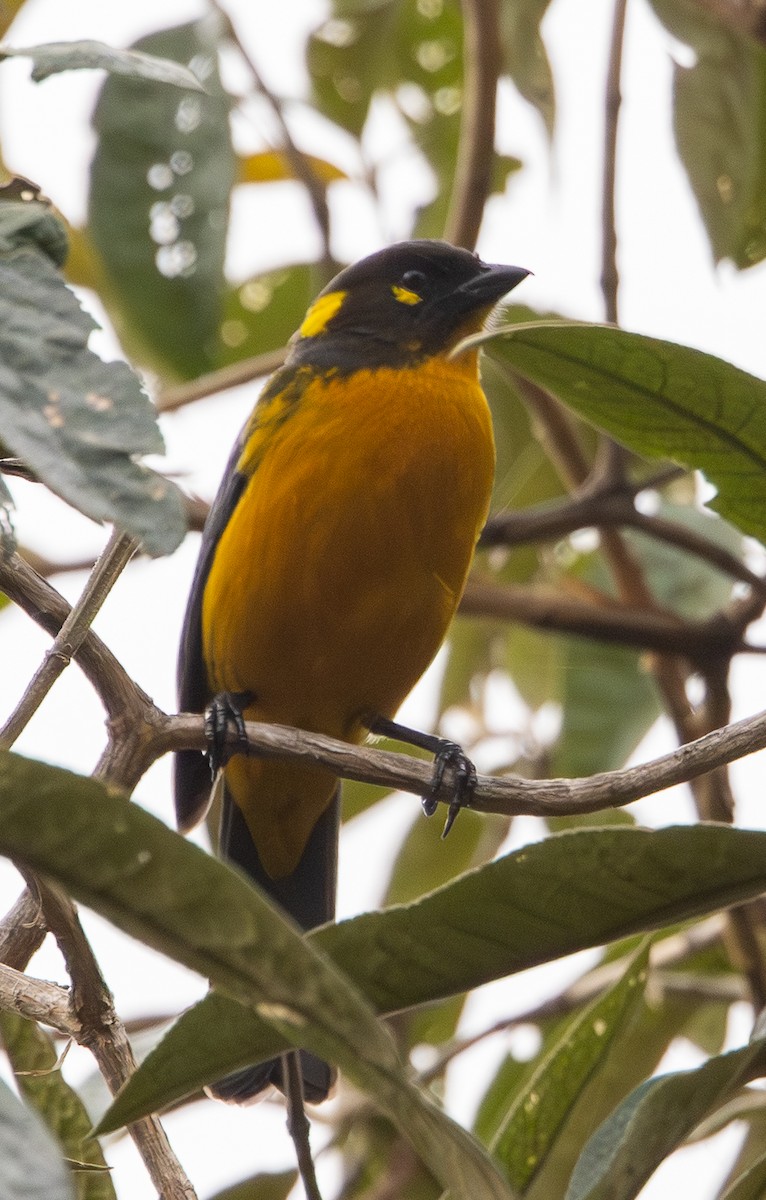 Tränenbergtangare - ML646258220