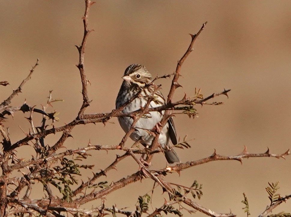 Grasammer - ML646258221