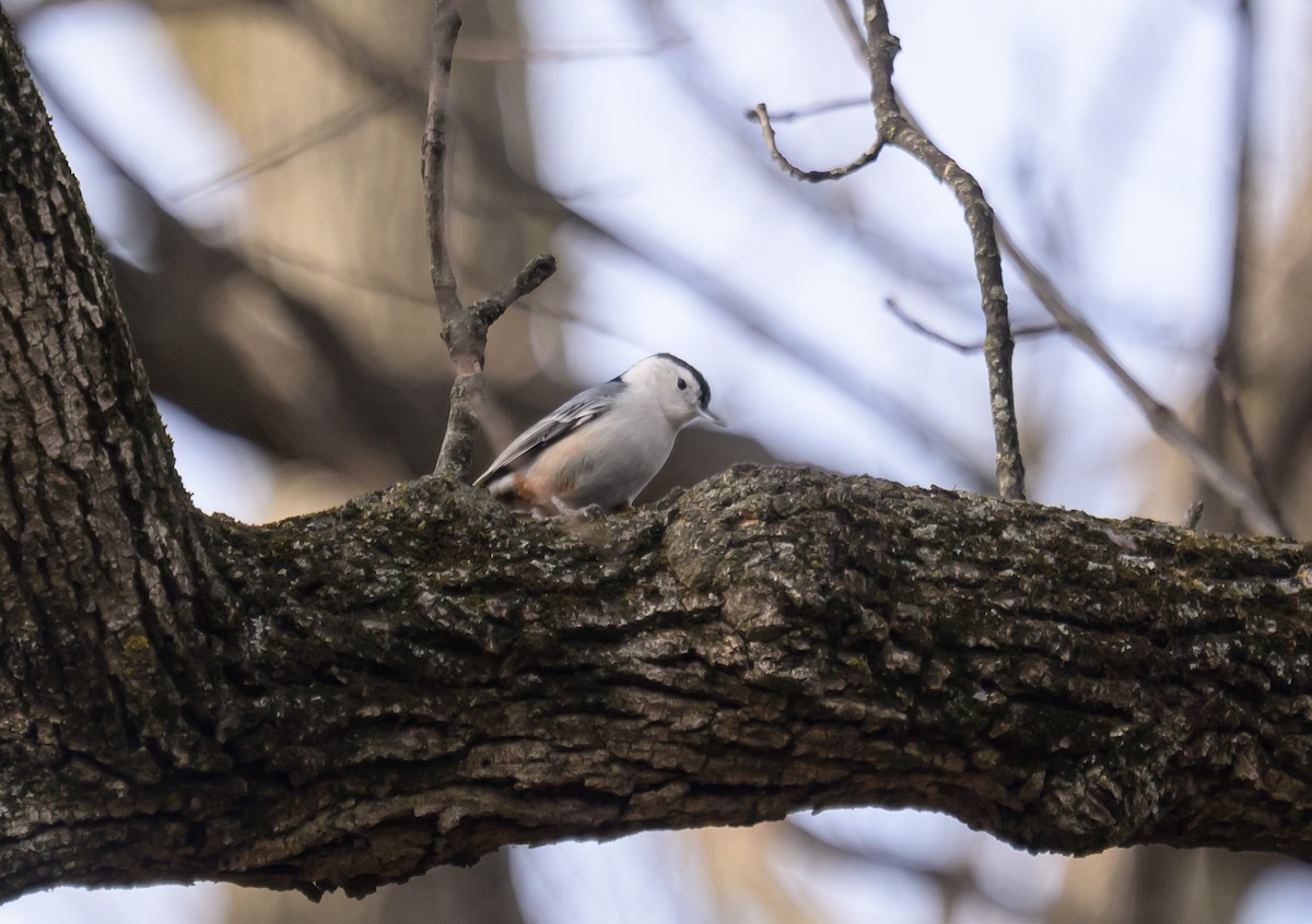 Weißbrustkleiber - ML646258222