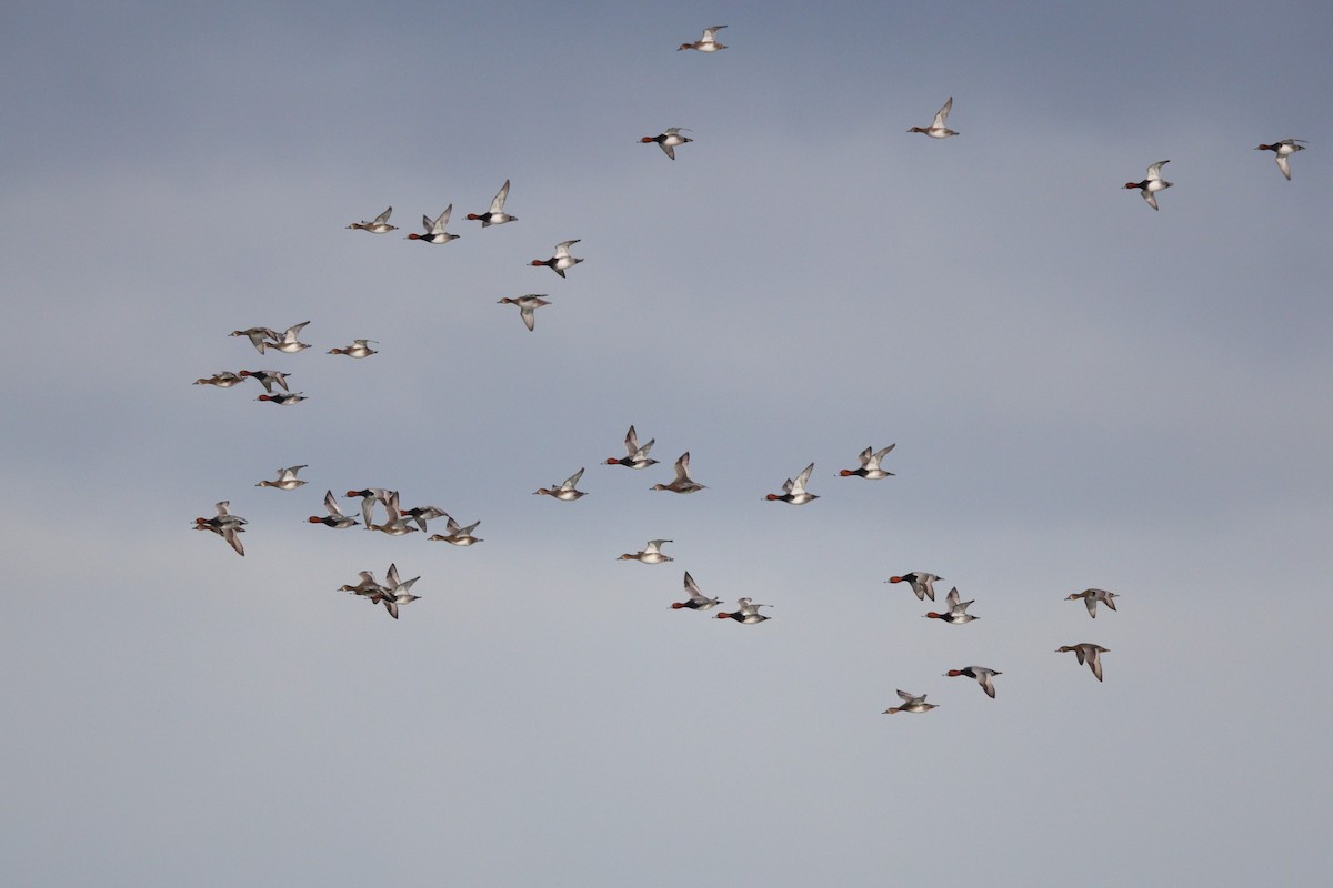 Rotkopfente - ML646258223