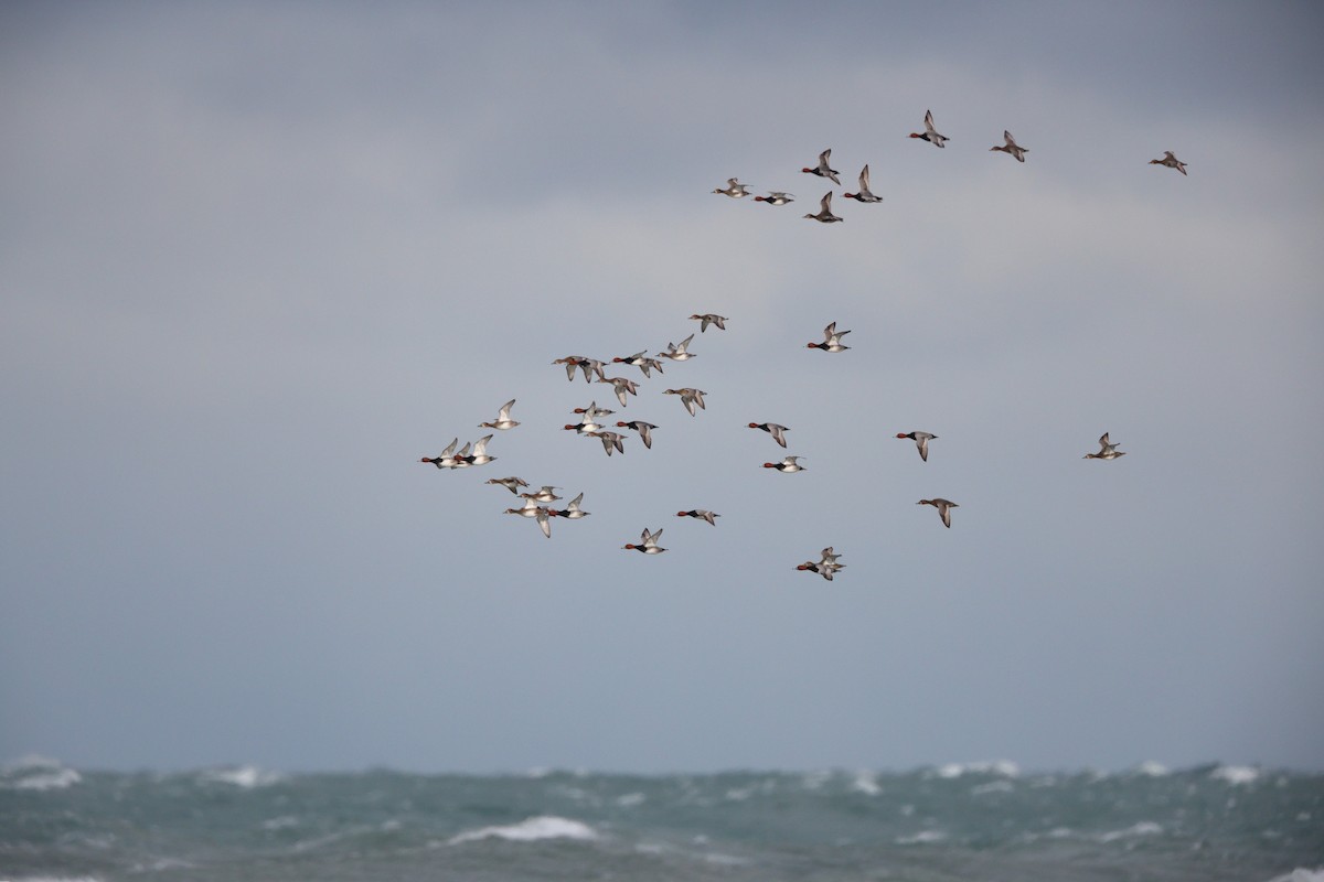 Rotkopfente - ML646258224