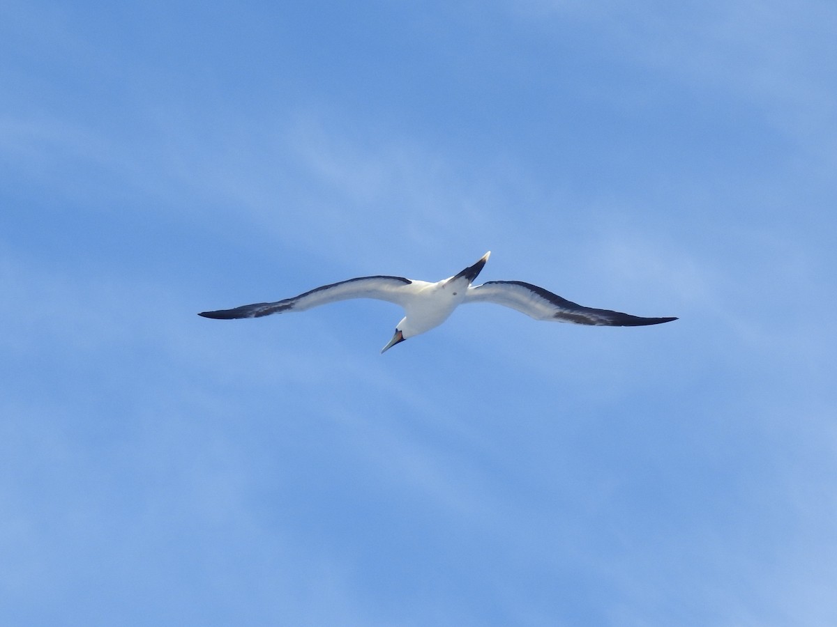 Rotfußtölpel - ML646258225